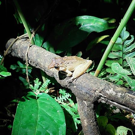 Hope Garden, Sarapiqui, We Connect You With The Sarapiqui Tropical Forest Exterior foto