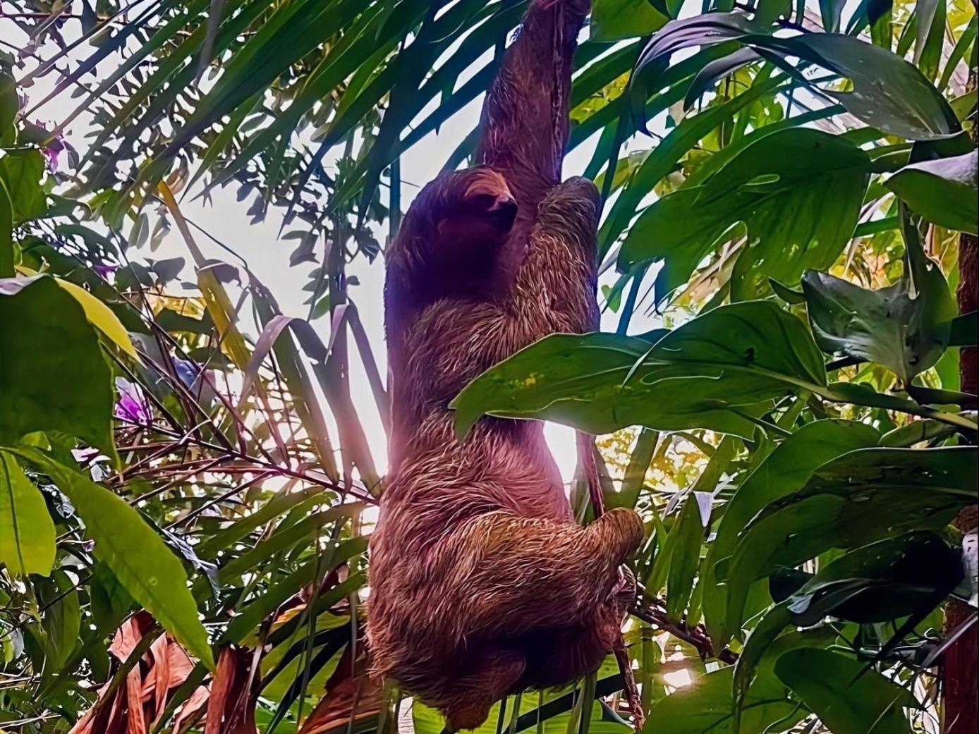 Hope Garden, Sarapiqui, We Connect You With The Sarapiqui Tropical Forest Exterior foto
