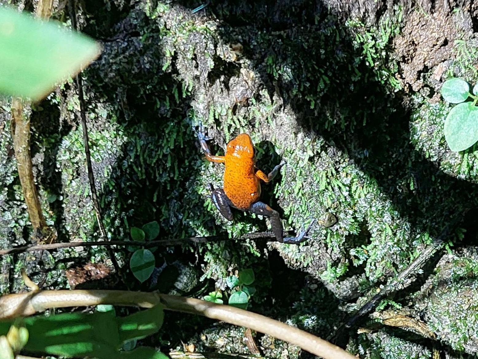 Hope Garden, Sarapiqui, We Connect You With The Sarapiqui Tropical Forest Exterior foto