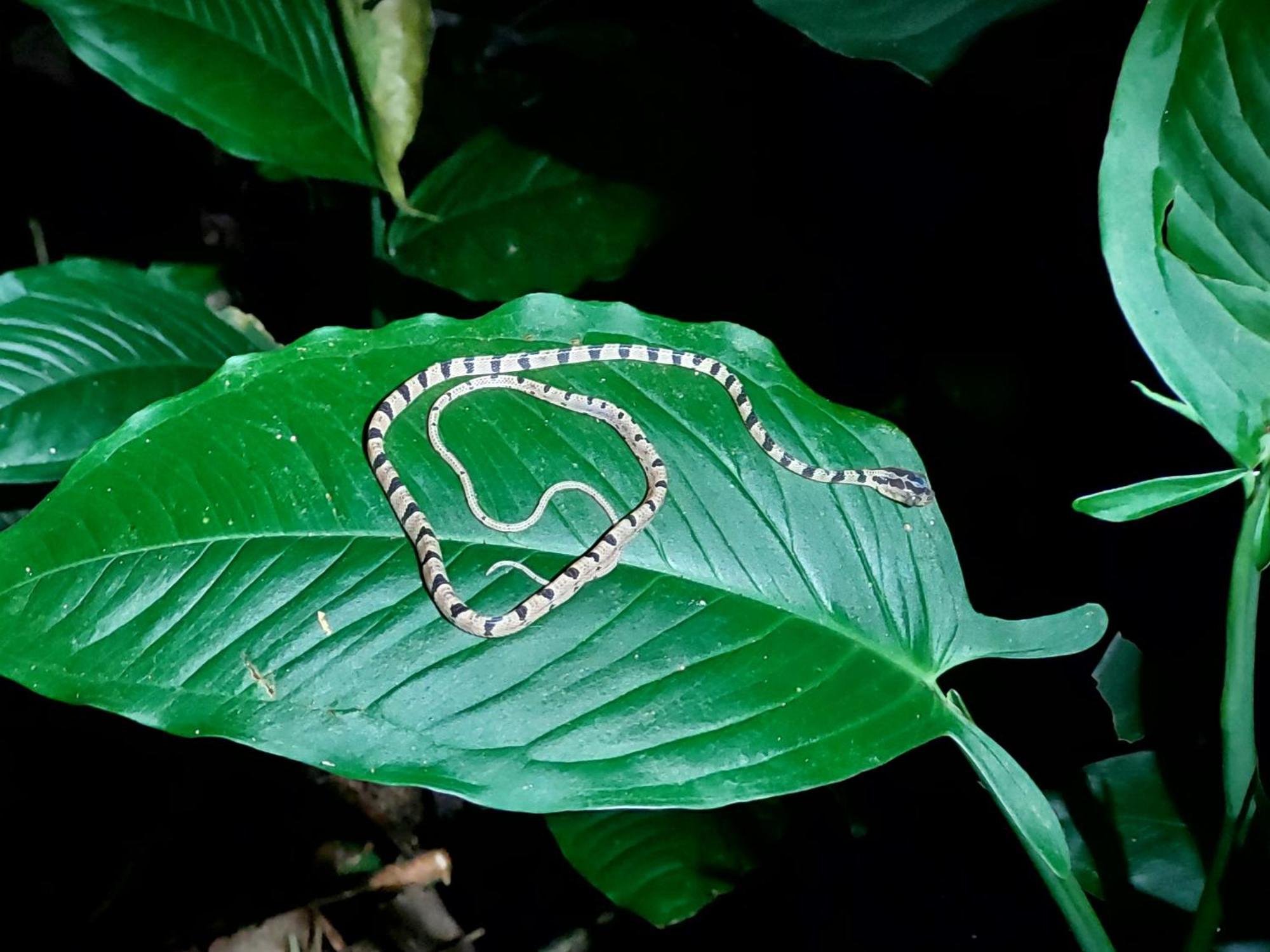 Hope Garden, Sarapiqui, We Connect You With The Sarapiqui Tropical Forest Exterior foto
