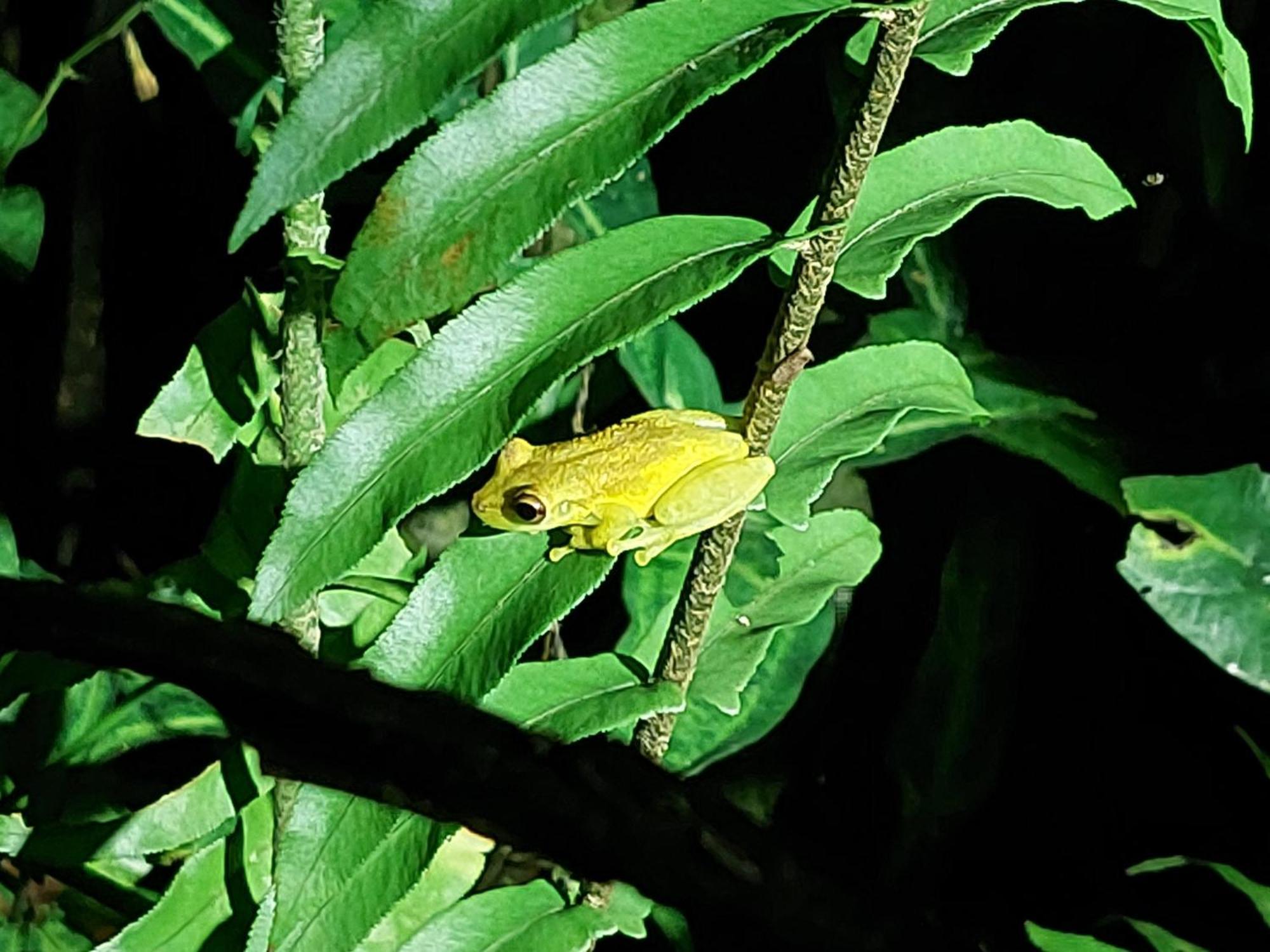 Hope Garden, Sarapiqui, We Connect You With The Sarapiqui Tropical Forest Exterior foto