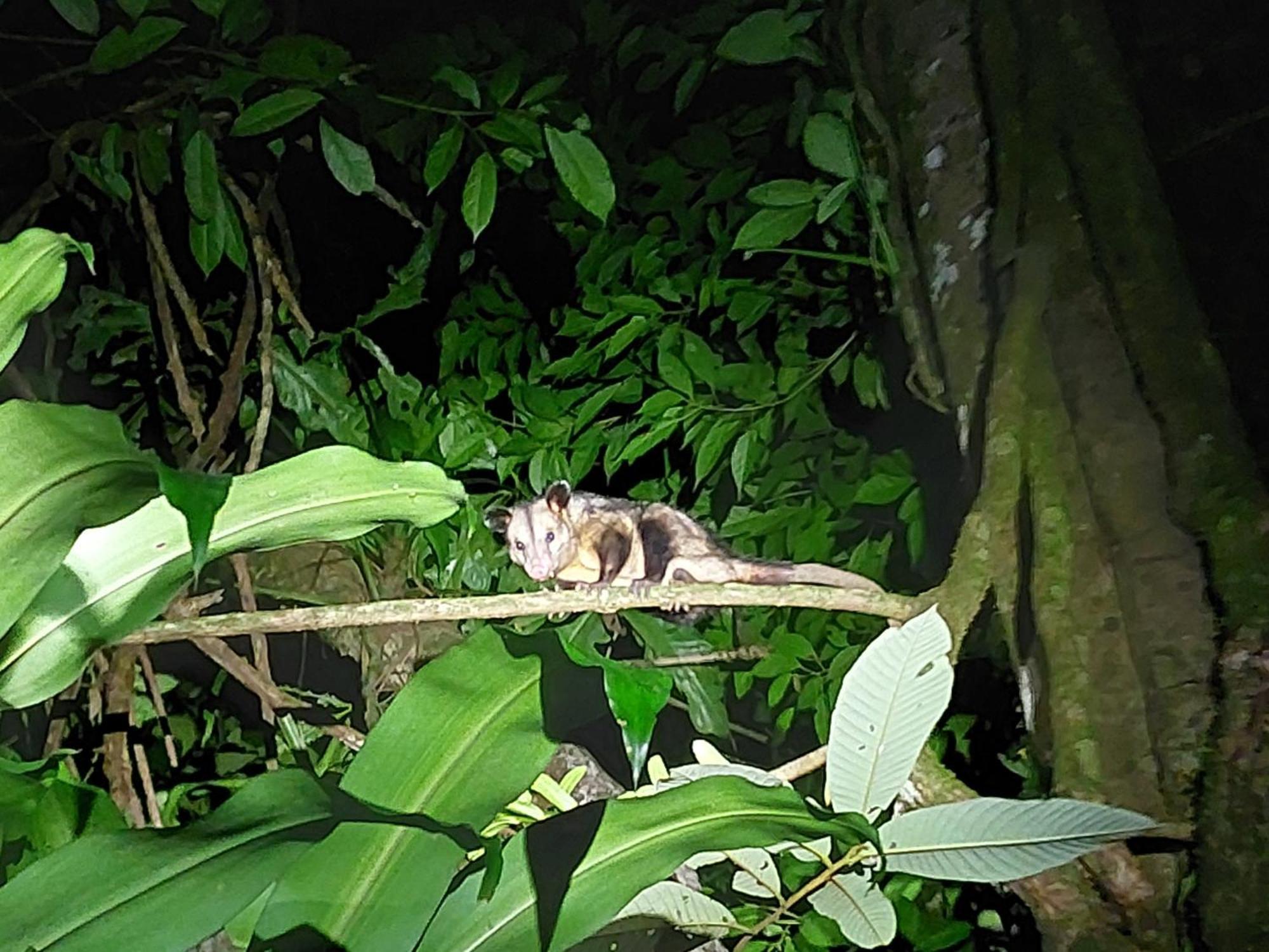 Hope Garden, Sarapiqui, We Connect You With The Sarapiqui Tropical Forest Exterior foto