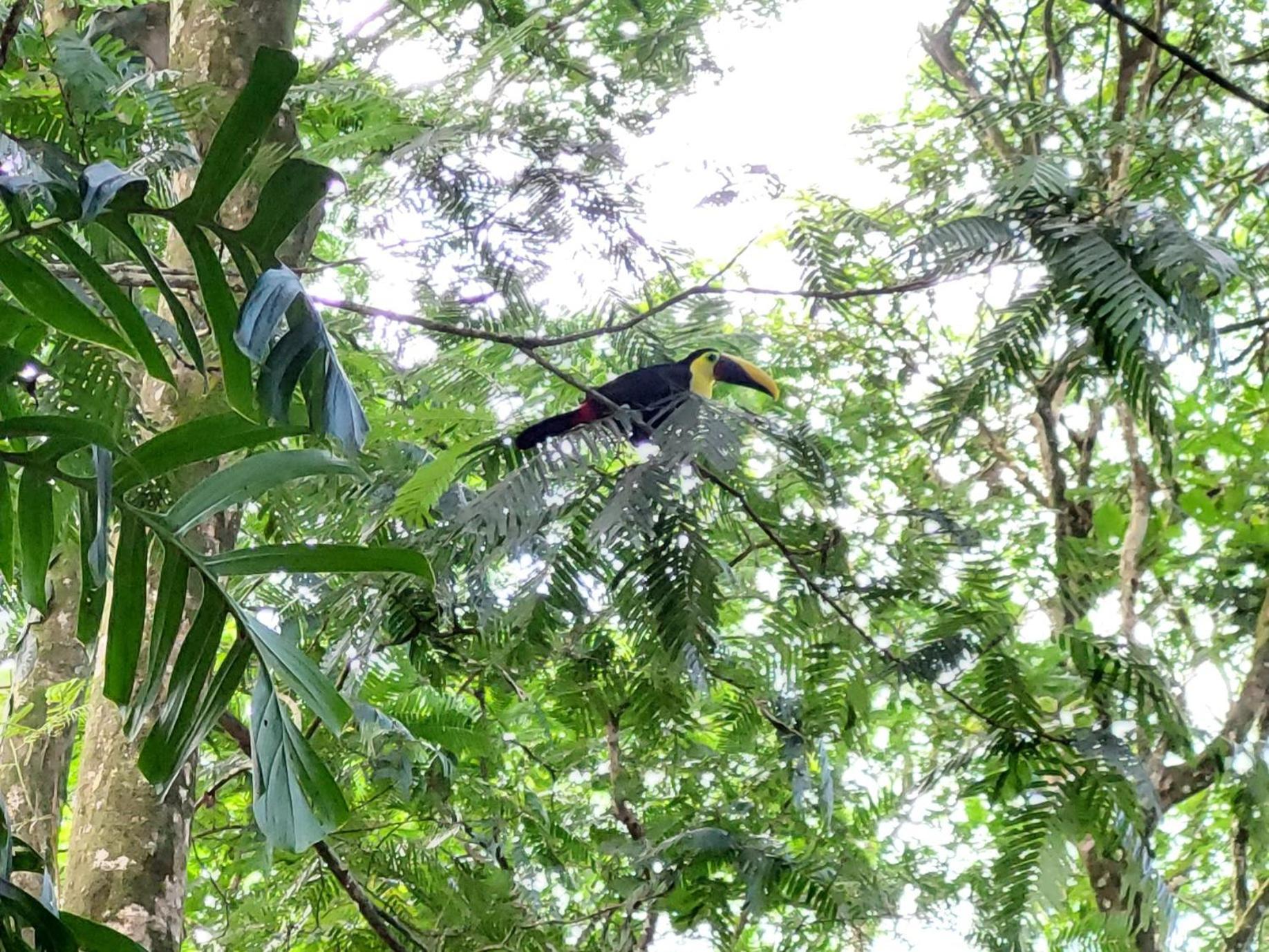 Hope Garden, Sarapiqui, We Connect You With The Sarapiqui Tropical Forest Exterior foto