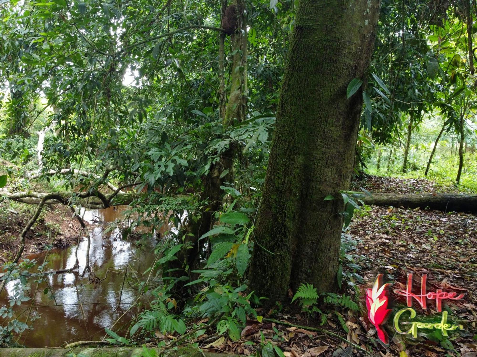 Hope Garden, Sarapiqui, We Connect You With The Sarapiqui Tropical Forest Exterior foto