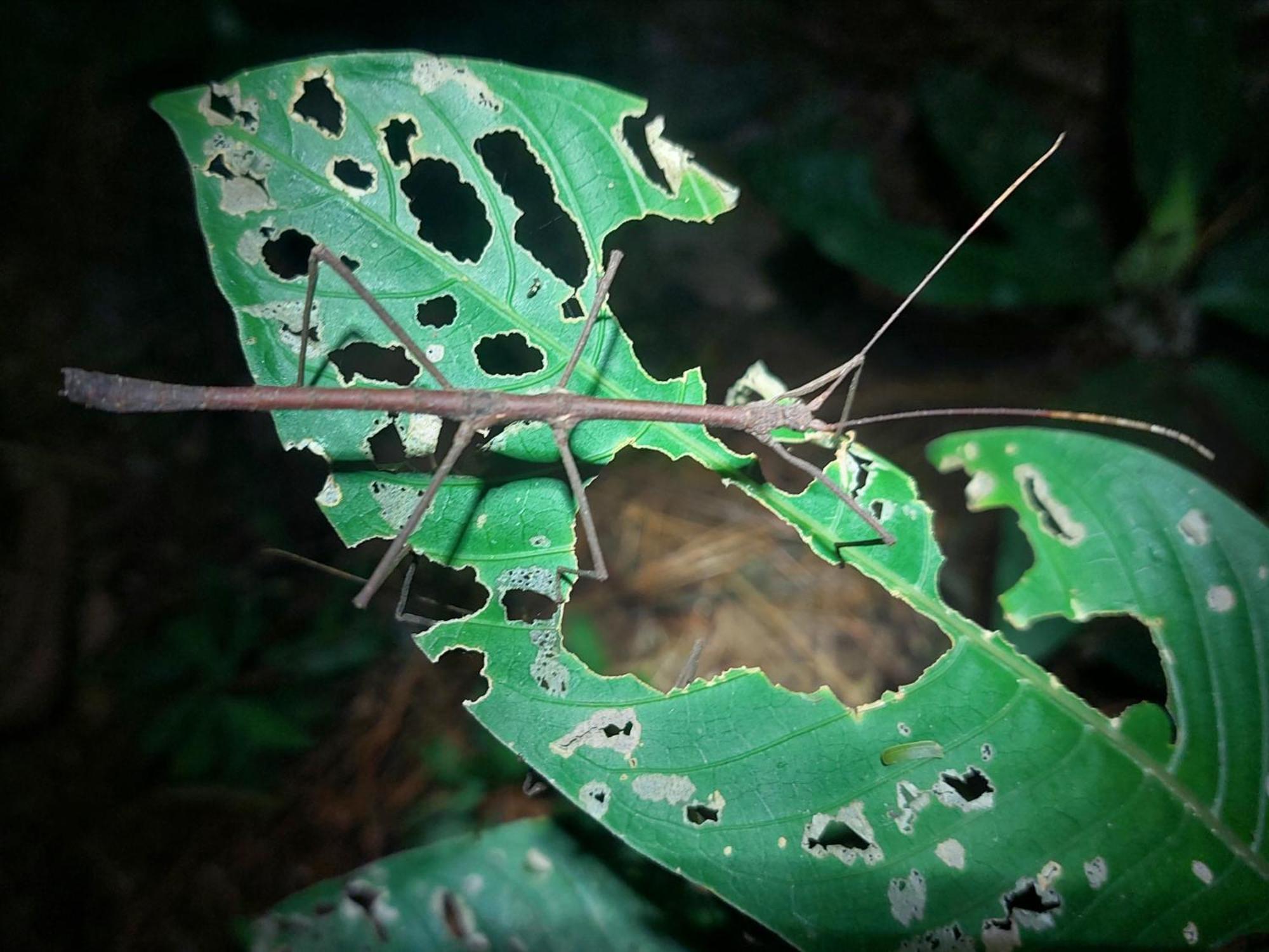 Hope Garden, Sarapiqui, We Connect You With The Sarapiqui Tropical Forest Exterior foto